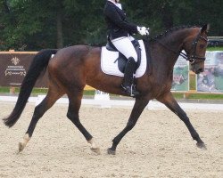 Dressurpferd Donnami (KWPN (Niederländisches Warmblut), 2013, von Don Tango B)