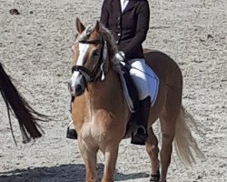 dressage horse Sandro 497 (Haflinger, 2007, from Steinway (1,57% ox))