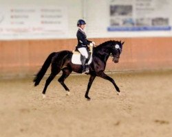 dressage horse Shining Surprise 2 (Rhinelander, 2011, from Surprice)