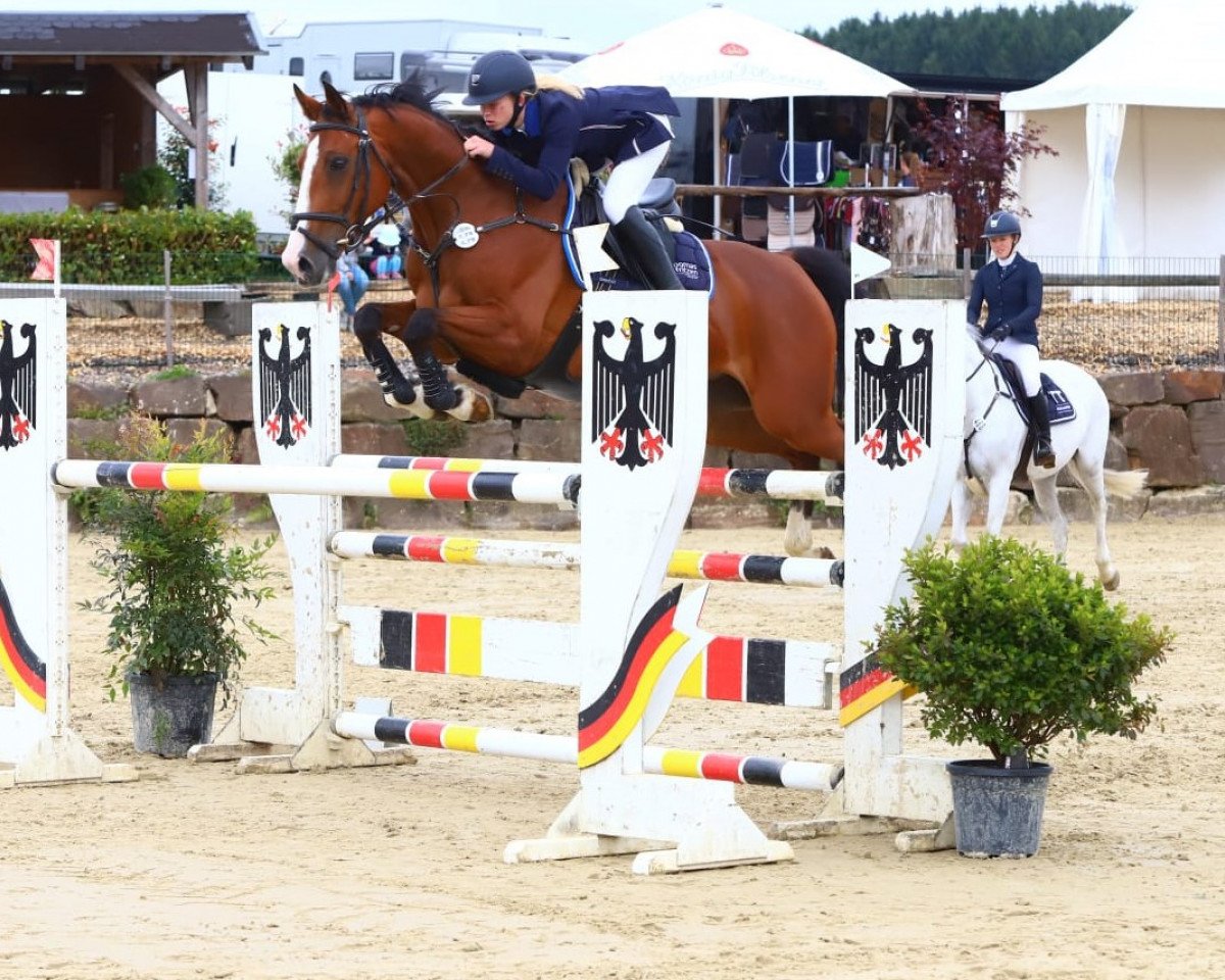 Springpferd Enzo (KWPN (Niederländisches Warmblut), 2009, von VDL Cardento 933)