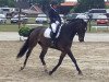 dressage horse Guardian KZI (Swiss Warmblood, 2013, from Genesis)