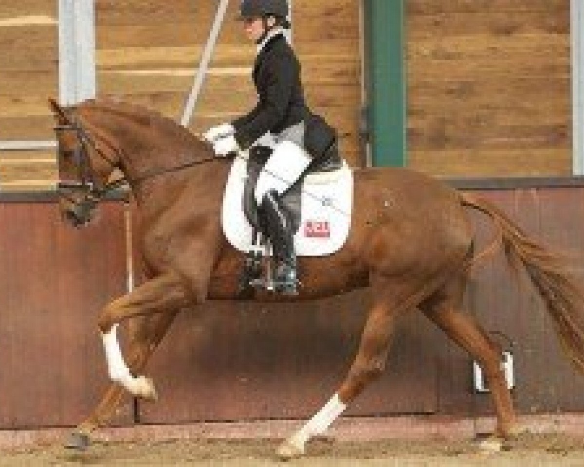 broodmare Belle de Jeu (Oldenburg, 2006, from Serano Gold)