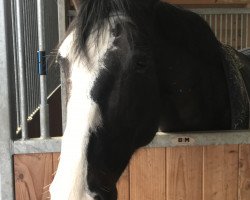 jumper White Spot (German Warmblood, 2013, from Nurjev)