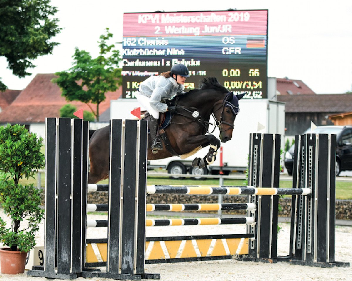 Springpferd Cherisis (Oldenburger Springpferd, 2012, von Canturano I)