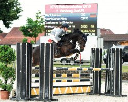 jumper Cherisis (Oldenburg show jumper, 2012, from Canturano I)