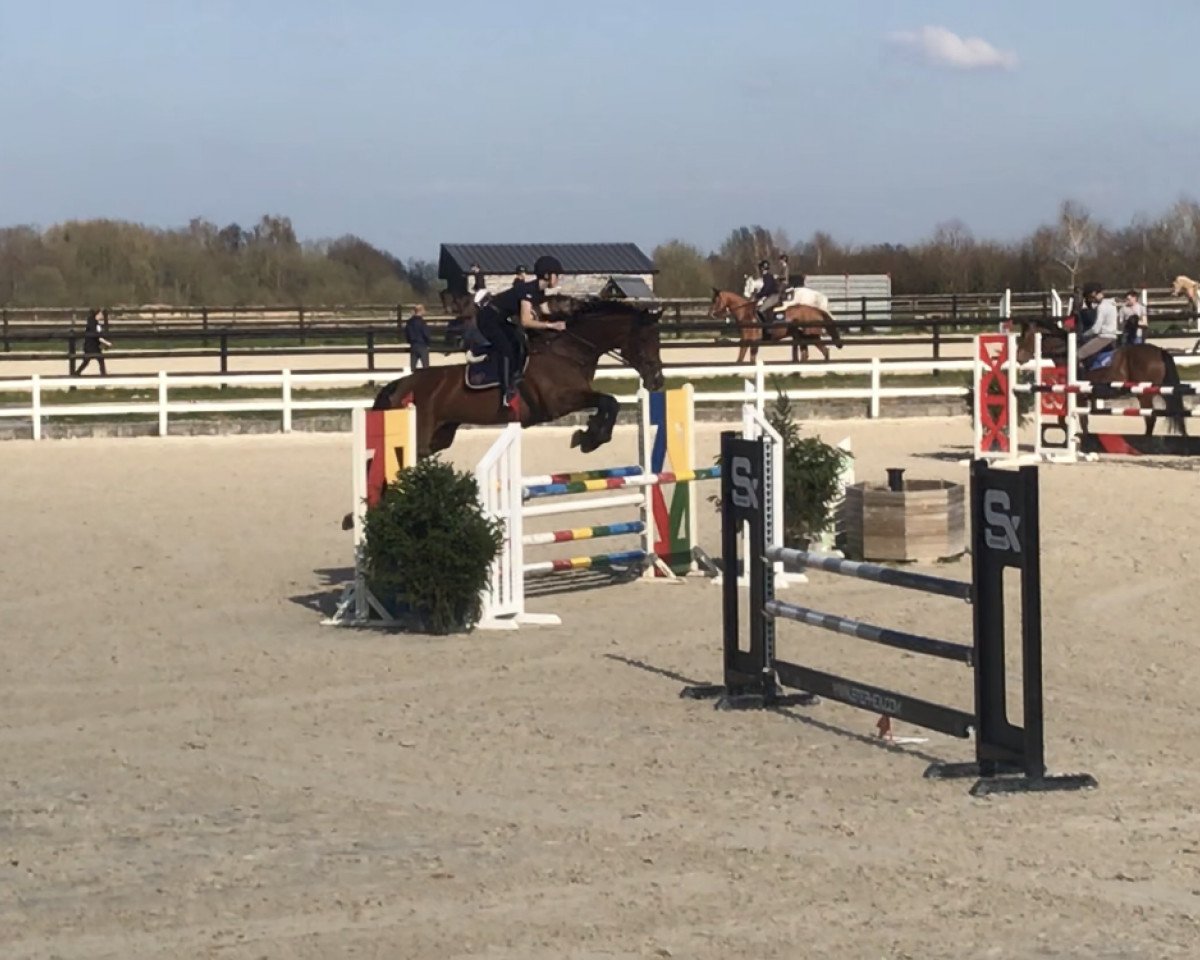 Springpferd Quintendra (Oldenburger Springpferd, 2007, von Quintender 2)