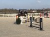 jumper Quintendra (Oldenburg show jumper, 2007, from Quintender 2)