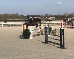 jumper Quintendra (Oldenburg show jumper, 2007, from Quintender 2)