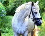 dressage horse Coshla Gerry (Irish Sport Horse, 2011)