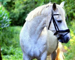 Dressurpferd Coshla Gerry (Irish Sport Horse, 2011)