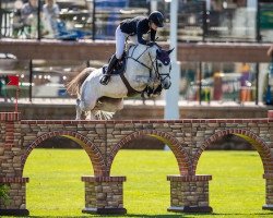 jumper Dolitaire Chavannaise (Belgian Warmblood, 2009, from Cicero Z van Paemel)