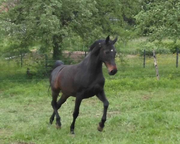 broodmare Solitaire 63 (Westphalian, 2004, from Show Star)