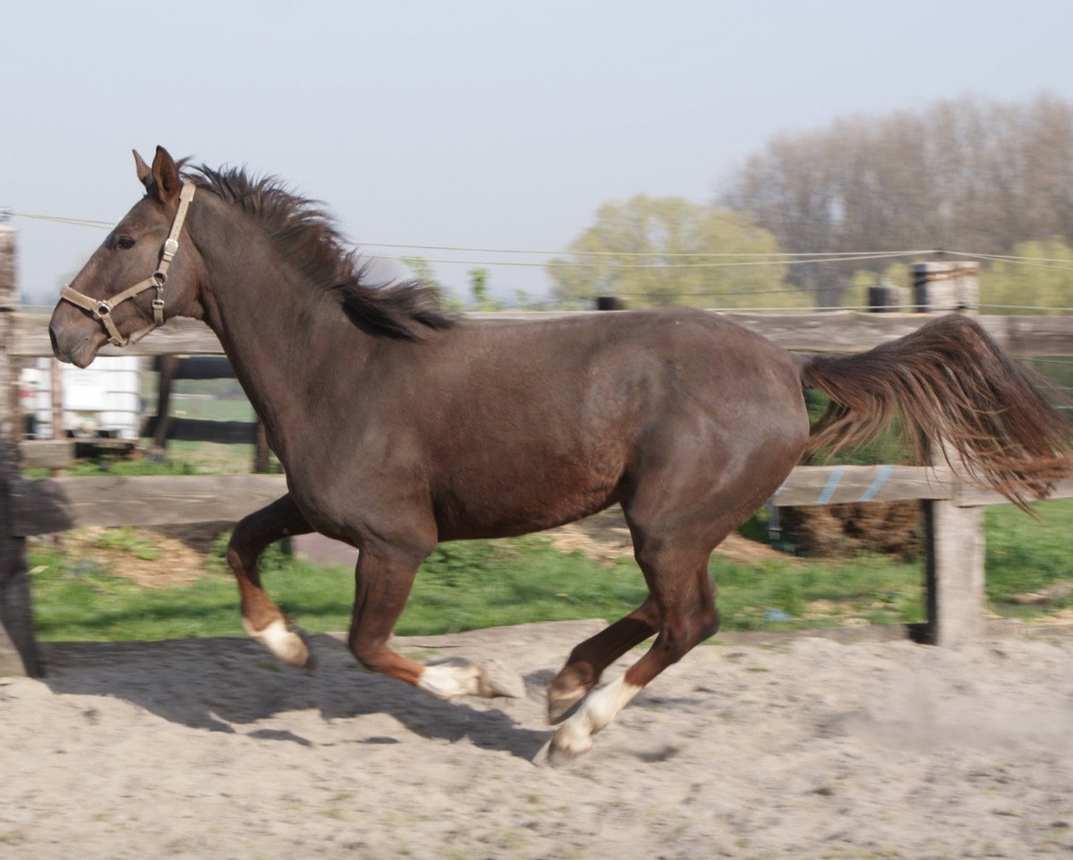 Pferd Billy de Lizami (Belgium Sporthorse, 2007, von Ogano Sitte)