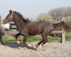 jumper Billy de Lizami (Belgium Sporthorse, 2007, from Ogano Sitte)