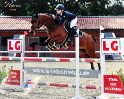 jumper Constantino K WE (German Riding Pony, 2013, from Cyranno WE)