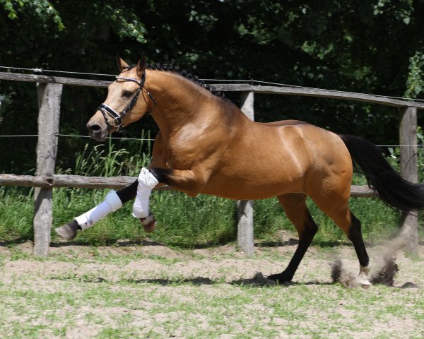 dressage horse Steendieks Castello (German Riding Pony, 2015, from FS Chambertin)