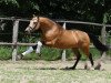 dressage horse Steendieks Castello (German Riding Pony, 2015, from FS Chambertin)