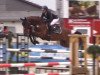 jumper Cocobelle 3 (Oldenburg show jumper, 2013, from Camargo 2)