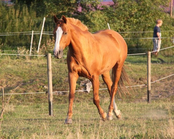 Pferd Paulina 10 (unbekannt, 1994, von Pardon)