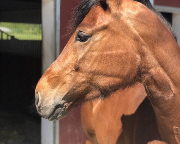 horse Bella Donna (Bavarian, 2012, from Amantus)