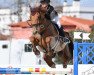 jumper Harry de Lizami (Belgian Warmblood, 2007, from Indoctro)