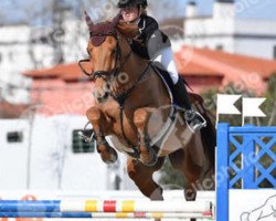 Springpferd Harry de Lizami (Belgisches Warmblut, 2007, von Indoctro)