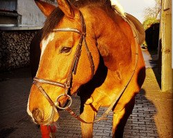 jumper Lamarco's Fabio (Oldenburg show jumper, 2010, from Lamarco 5)