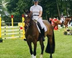 dressage horse Sir Alfred H (Westphalian, 2015, from Sir Heinrich OLD)