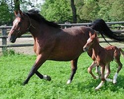 broodmare Montana du Pas (Selle Français, 2000, from Quick Star)