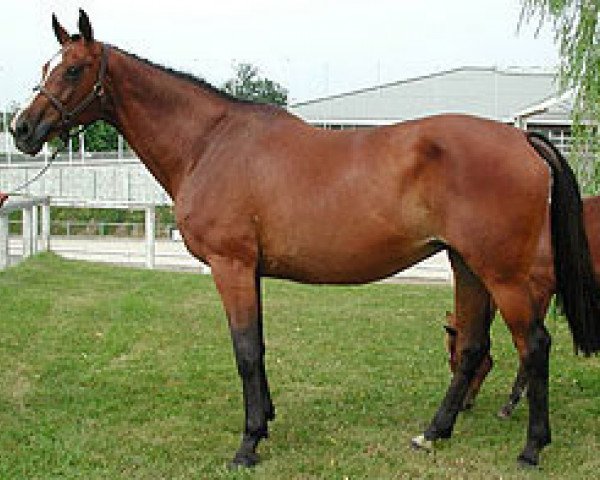 broodmare Gitane de Semilly (Selle Français, 1994, from Ulior des Isles)