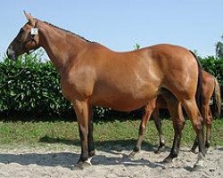 broodmare Geliska de la See (Selle Français, 1994, from Jalisco B)