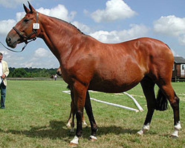 broodmare Campagne III (Selle Français, 1990, from Quat'Sous)