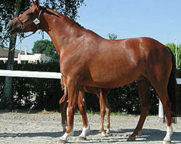 broodmare Oasis Semilly (Selle Français, 2002, from Calypso d'Herbiers)