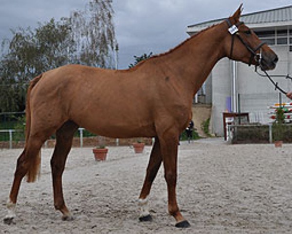 broodmare Tahiti Semilly (Selle Français, 2007, from Diamant de Semilly)
