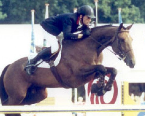 broodmare Geisha de Semilly (Selle Français, 1994, from Béryl de la Lande)