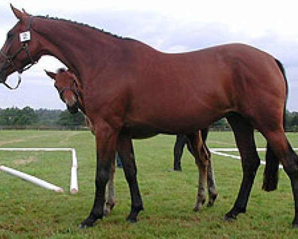 broodmare Manureva de Semilly (Selle Français, 2000, from Eyken des Fontenis)