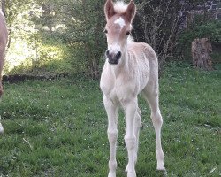 horse Mariella (Westfale, 2019, from Maxwell 56)