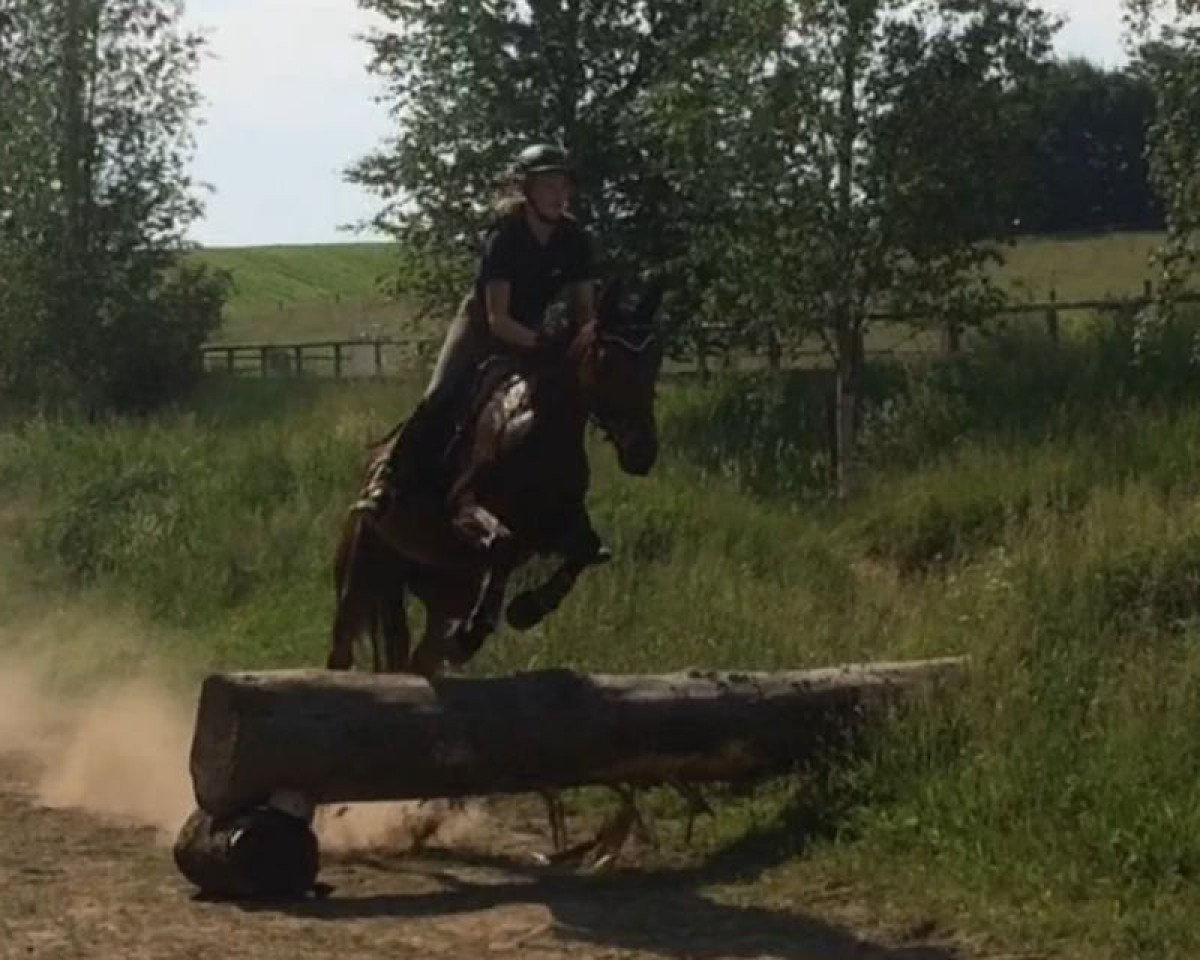 Springpferd Quentin Quickwit (Holsteiner, 2009, von Quick Orion d'Elle 189 FIN)