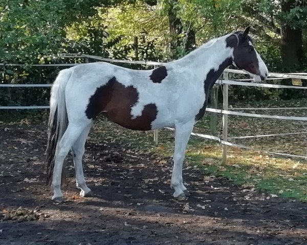 broodmare Santana D (German Warmblood, 2007, from Samico F)