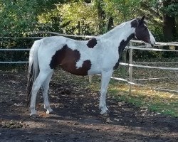 broodmare Santana D (German Warmblood, 2007, from Samico F)