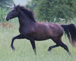 broodmare Ibera de Castell (Carthusian Carthusian horse/Cartujano, 2010, from Inspector IV)