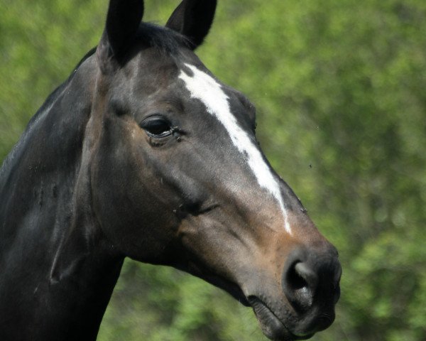 horse Bogat (Polish Warmblood, 2005, from Harun I)