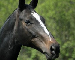 Pferd Bogat (Polnisches Warmblut, 2005, von Harun I)