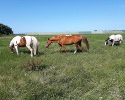 broodmare Kassandra 149 (Saxony-Anhaltiner, 1997, from Kolibri 2705)