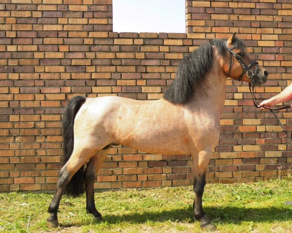 stallion Bergischland Frederik (Welsh mountain pony (SEK.A), 1999, from Falco)