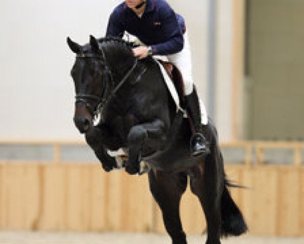 stallion Back Gammon (NLD) (KWPN (Royal Dutch Sporthorse), 2006, from Montender)