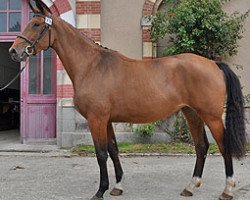 broodmare Tutti Frutti Semilly (Selle Français, 2007, from Diamant de Semilly)