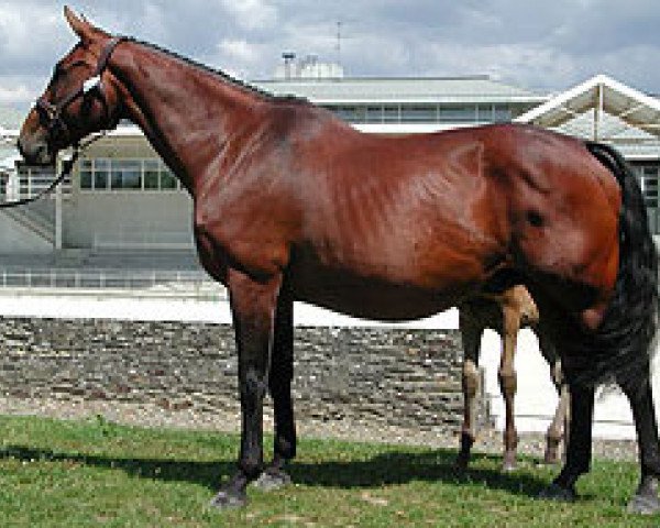 broodmare Ile de See Milly (Selle Français, 1996, from Le Tôt de Semilly)