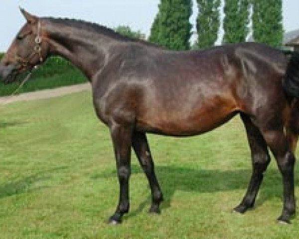 broodmare Mazurka de Semilly (Selle Français, 2000, from Eyken des Fontenis)