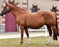 broodmare Lorina de Semilly (Selle Français, 1999, from Calypso d'Herbiers)